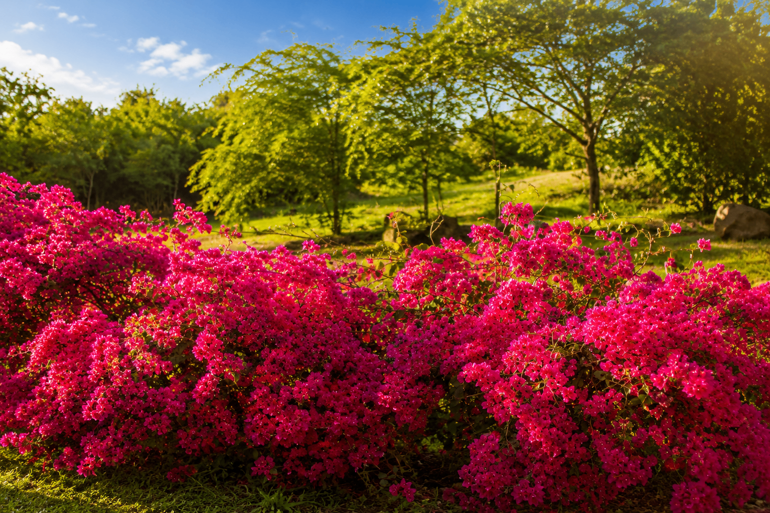 Bright pink bougainvillea in full bloom under the Culebra sun